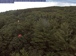 [Party balloons in tree canopy used to identify individual trees. Photo by PhenoCam Network]