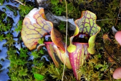 Pitcher plant 