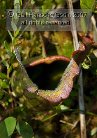 [Pitcher Plant]