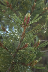 whitebark pine pollen cones