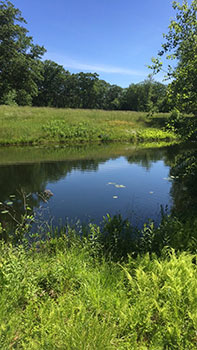 [Small pond in grasslands. If only we could jump in on hot days! Photo by Alina Smithe]