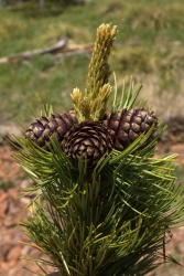 whitebark pine seed cones