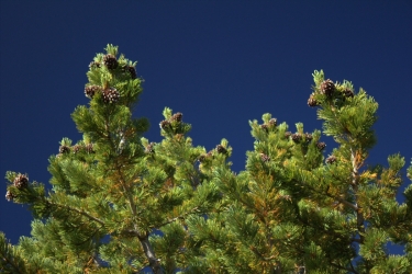 whitebark pine seed cones