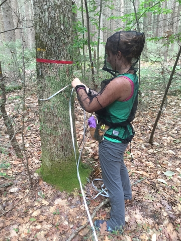 Summer Student takes diameter measure of tree