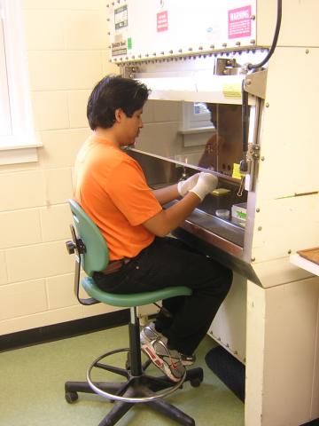 Summer Research Program Microbial Analysis Research