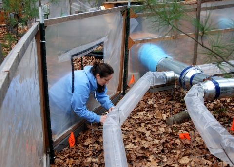 Post-Doc Collects Data In The "Warm Ants" Experiment