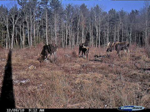 Moose images on motion camera