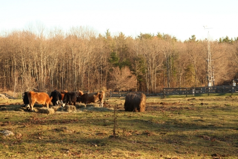 Cows Graze Near Fisher Meteorological Station