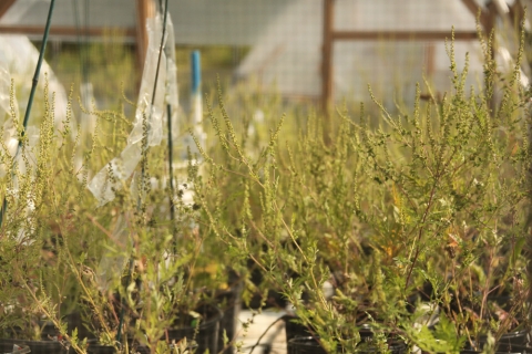 Flowering Ragweed Plants In Hoop-House Experiment