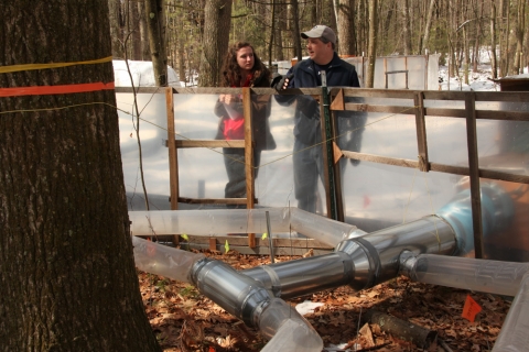 Forest Ecologist and Harvard Student Discuss "Warm Ants" Experiment