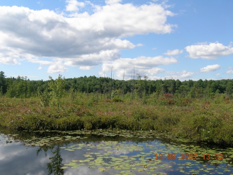 Tom Swamp Research Tract