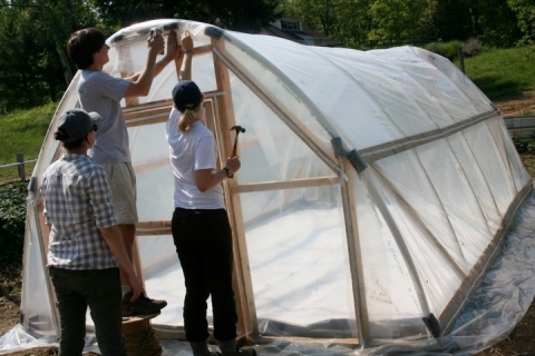 Ragweed greenhouse