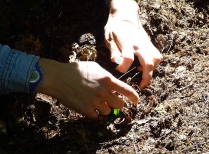Picking Ants to Sample
