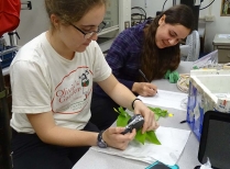 Students Working on Leaves