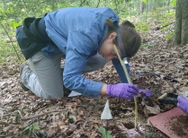 Summer Student takes measurements in soil 