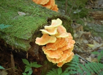 Decomposer Fungi