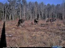 Moose images on motion camera