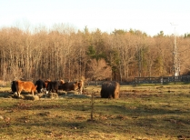 Cows Graze Near Fisher Meteorological Station