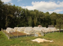 Hoop-Houses For Conducting Common Ragweed Experiments