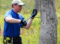 Research Assistant Cores Tree as Part of Oak Decline Study
