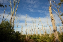 Dead oaks on Martha's Vineyard 