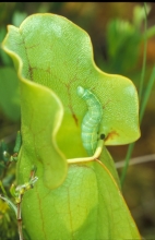 Quaker Moth 