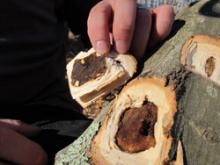 Asian Longhorned Beetle causing damage to a sugar maple 