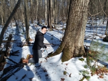 Image shows Blumstein collecting a tree core from an oak. 