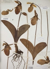 Herbarium specimens