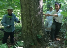 Dr. Zhen-ju Chen, Dr. David Orwig, and student Mel Paduani core a large northern red oak tree in an old-growth forest