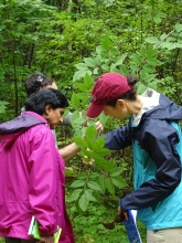 3 Schoolyard Ecology teachers inspect the leaves of an ash tree in summer.