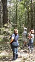 A group of teacher looking up at the trees above them