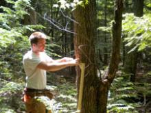 Tree measuring at mega-plot