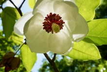 Image shows a magnolia flower backlit by the sun 