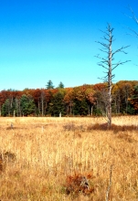 Wetland with trees in the background showing fall foliage 
