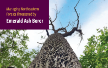 Image shows the report cover, which is a look up at the trunk and leafless canopy of an ash tree