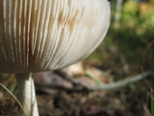 Fungi at Harvard Forest 