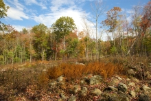 Image shows autumnal scene, including senescing leaves and former pasture land. By David Foster.