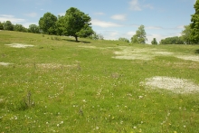 Harvard Farm is home to numerous forbs & grasses to be studied by Noah McDonald