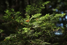 Hemlock branch by David Foster