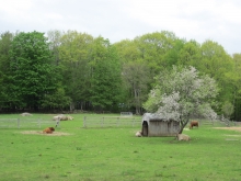 One of the cow pastures at Harvard Forest 