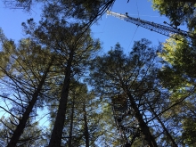 Underneath the canopy of hemlock trees.