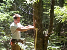 Kyle Gay measuring tree diameter