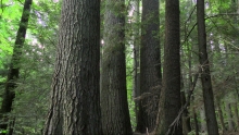 eastern white pines by Ray Asselin