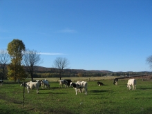 Cows grazing in an open pasture