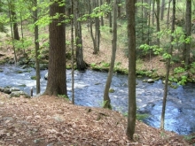 A river flowing through the woods 