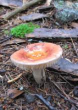Rutland Mushroom