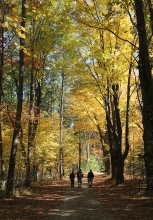 People walking down a path surrounded by trees in the fall. 
