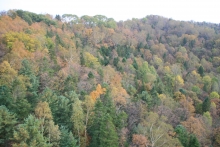 Long-term forest study plot in China. Photo by Xiujuan Qiao.