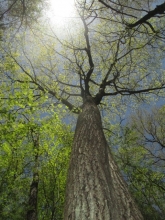 Witness Tree by Lynda Mapes